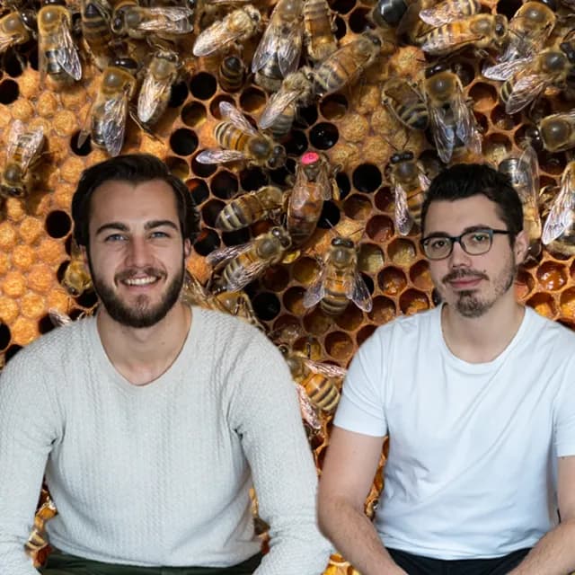 Les murs ont des abeilles
